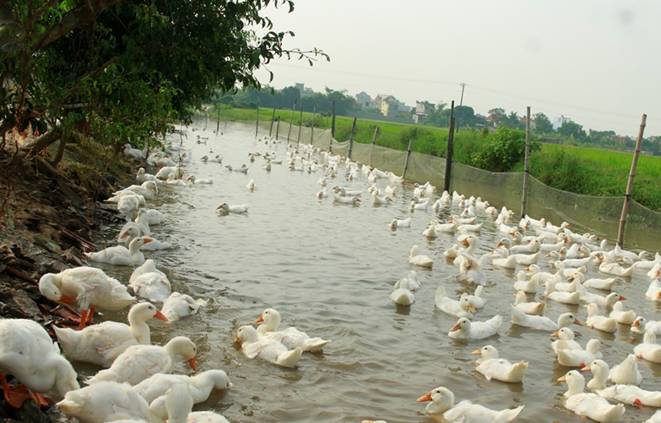 Hiệu quả từ mô hình chăn nuôi vịt siêu an toàn sinh học tại xã Giao Châu.